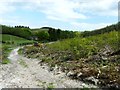 Coppicing in Rondle Wood