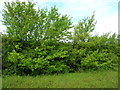 Hedgerow beside the A133