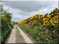 J0230 : Whin hedge alongside a narrow lane linking Divernagh Road and Chapel Road by Eric Jones