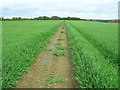 Footpath towards Manningtree