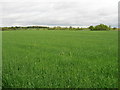 Farmland off Clacton Road