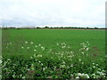 Farmland, Pedlar