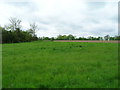 Farmland off Manningtree Road