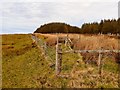 NX0671 : Woodland Fence by Andy Farrington