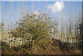 TQ8843 : Silver Birches, Roughlands Wood by N Chadwick
