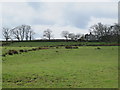 Rough pastures around North Hayleazes