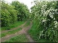 Footpath to Harmony Wood