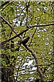 Crow In Tree, Arrowe Park