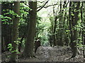 Footpath to Godstonecorner Wood