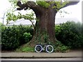 Very Old Oak Tree Near Northaw