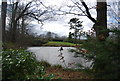 Pond by Burnt Lodge Lane