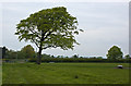 A tree by the Glazebrook Trail