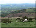 View across the Teme Valley