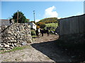 Cattle in Bryn-Meirig steading