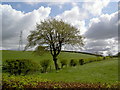 The glory of spring in East Ayrshire