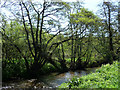 Tree lined banks