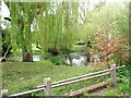 Pond an Weeping Willow Trees