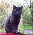 Black Cat for Luck, Llanteg