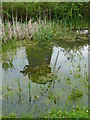 Burlesdon - A Windmill Reflected