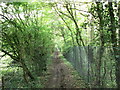 Footpath towards Yew Tree Cottage