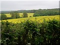 Rape Seed and Woodland Seen From West End Lane