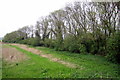 Tall hedge field boundary