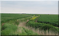 Drainage ditch between arable fields