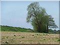 Tall trees on a field boundary