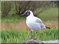 NZ2688 : Black headed Gull by David Clark
