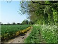 Track along edge of field at Stibb Green