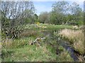 Cumbernauld, Ravenswood Local Nature Reserve [12]