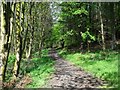 Cumbernauld, Seafar Woods