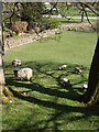 Sheep near Pateley Bridge