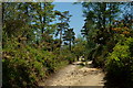 Path Across the Heathland