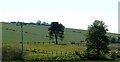 Farmland at Carse of Raddery