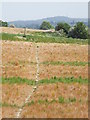 Footpath to Farnham