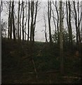 Trees in a railway cutting, South Eastern Main Line