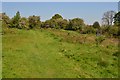 Gorse Field