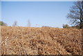 Bracken, Ashdown Forest