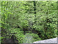 The Colin Glen river below Glen Bridge