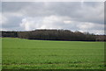 Woodland seen across wheat