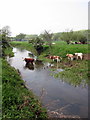 SP8544 : Keeping cool in a Great Ouse tributary by Philip Jeffrey