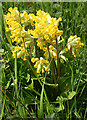 Cowslip (Primula veris)