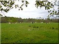 NY4960 : Ruleholme, cattle grazing by Mike Faherty