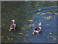 Beckenham:  Kelsey Park:  Greylag Geese