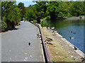 Beckenham:  Water birds at Kelsey Park Lake