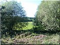 Meadow viewed through trees beside Hook Road