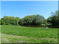 Small pond in Sunnydale Park