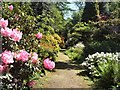 TQ9457 : Azaleas - Doddington Place Gardens by Paul Gillett