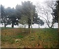 Trees above a cutting, Cheriton